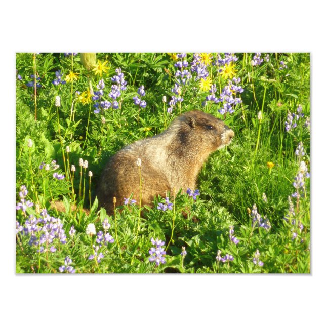 Foto Marmota em Flores Silvestres do Monte Rainier (Frente)