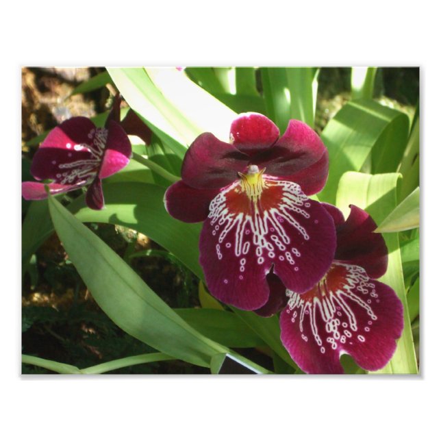 Foto Maroon Orchids II Elegante Floral (Frente)