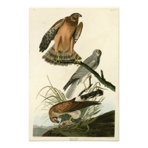Foto Marsh Hawk das Aves da América de Audubon