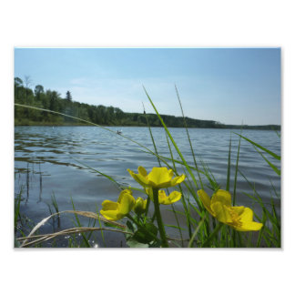 Foto Marsh Marigold flores por Lakeside