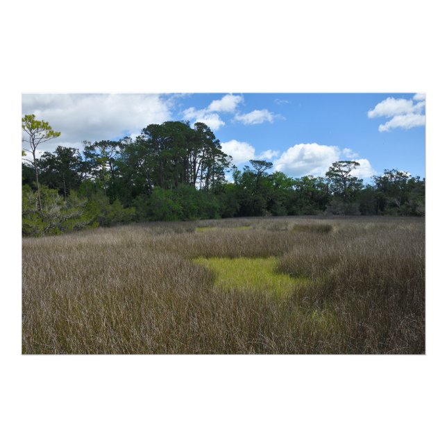 Foto marshland Flórida (Frente)
