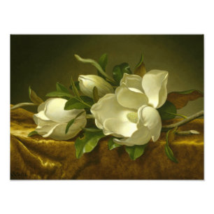 Foto Martin Johnson Heade - Magnolias em Velvet Dourado