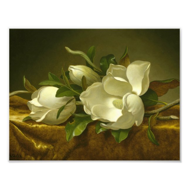 Foto Martin Johnson Heade - Magnolias em Velvet Dourado (Frente)