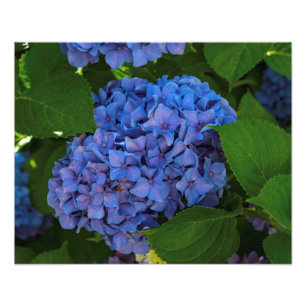 Foto Máscaras do azul - o Hydrangea azul