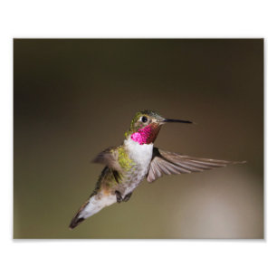 Foto Masculino - Broad - beija-flor-cauda