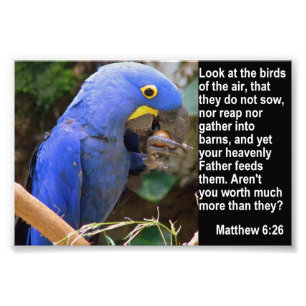 Foto Matthew 6:26 com Blue Macaw