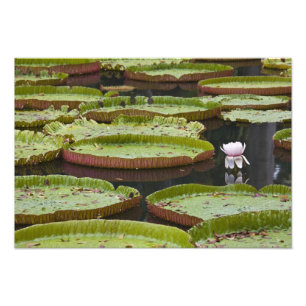 Foto Maurício, Pamplemousses, SSR Botânico