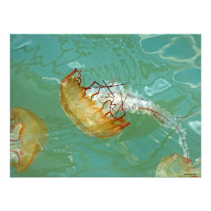 Foto medusa da provocação do mar 24X18