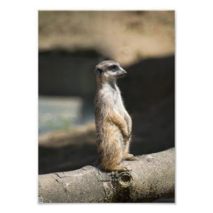 Foto Meerkat