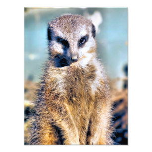 FOTO MEERKAT