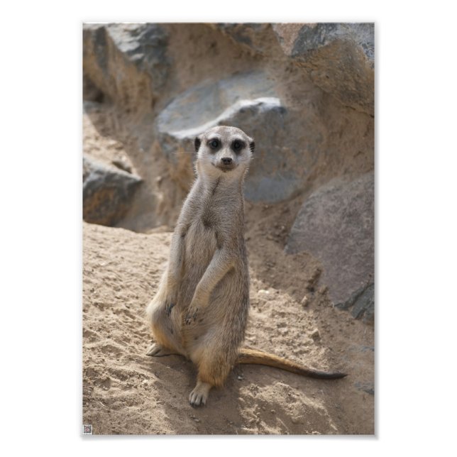 Foto Meerkat Incrível (Frente)