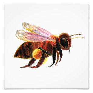 Foto Mel Bee Voando