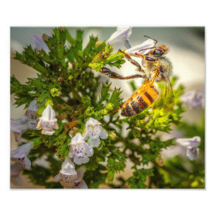 Foto Melhoreia em Flores Silvestres – Impressão da Natu