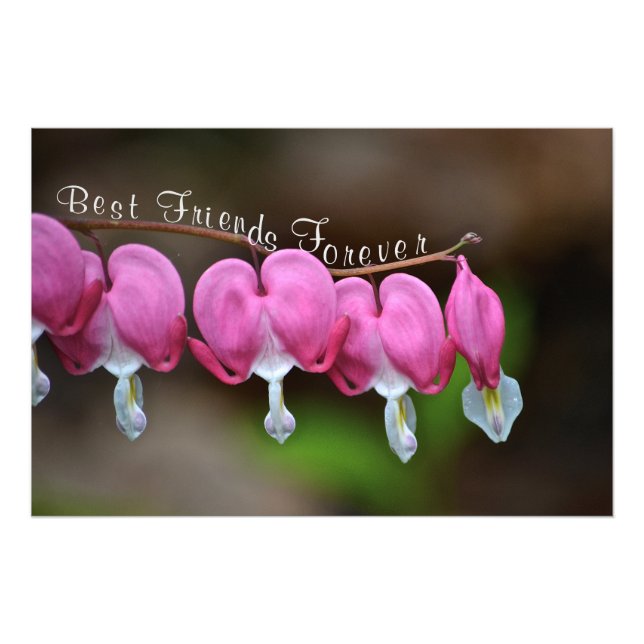 Foto Melhores Amigos para Sempre (Frente)