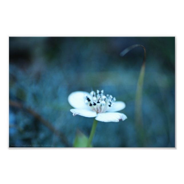 Foto Memórias de Verão (Frente)