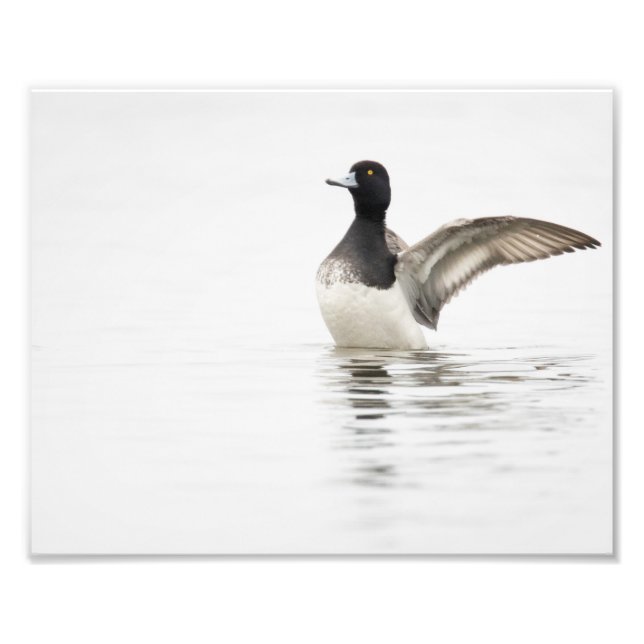 Foto Menos Scaup no compartimento (Frente)