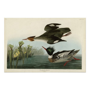 Foto Merganser de mamas vermelhas, o Pássaro da América