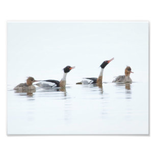 Foto Mergansers ruivos que balançam o Impressão das dam