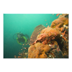 Foto mergulhador & peixe-escorpião Scorpanopsis