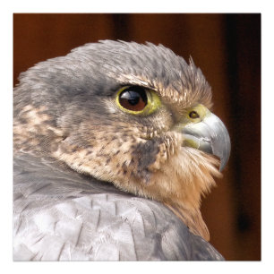 FOTO MERLIN FALCON BIRD OF PREY