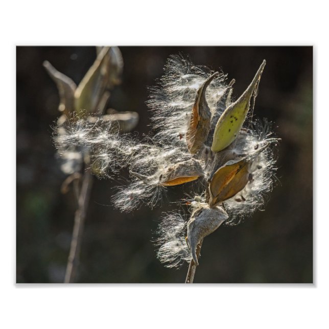 Foto Milkweed (Frente)