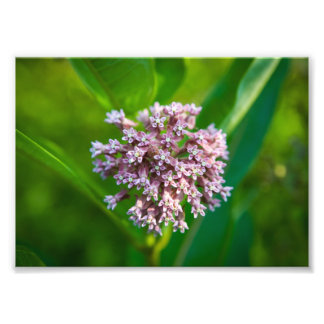 Foto Milkweed.