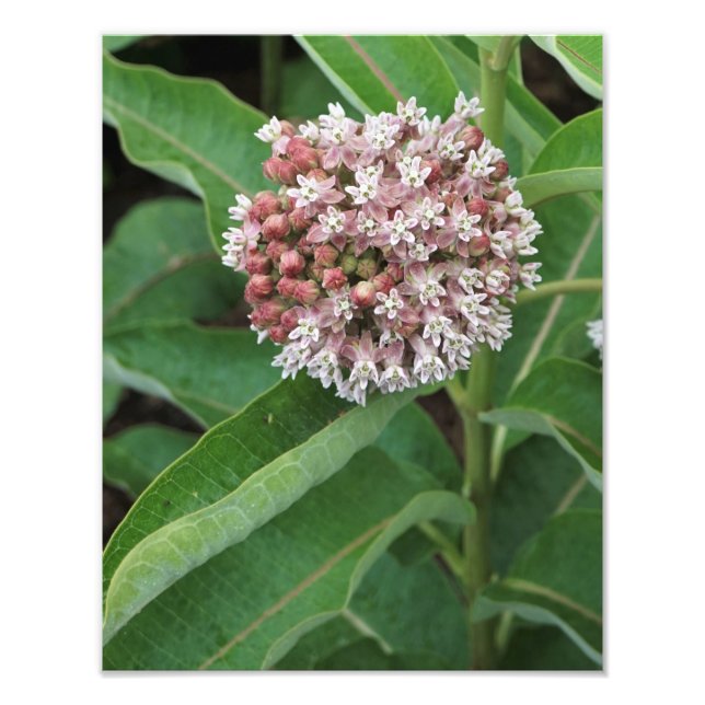 Foto Milkweed de 11"x14" (Frente)