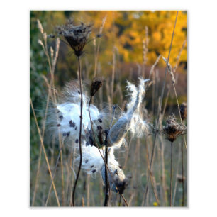 Foto Milkweed do outono