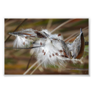 Foto Milkweed foi para a Seed