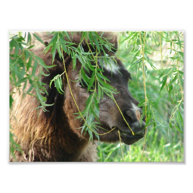 Foto Mini Filly Sendo nery (Frente)