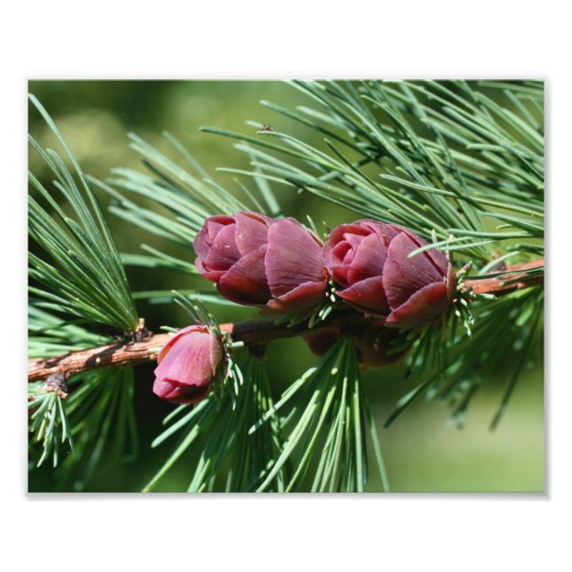Foto Miniatura Pine Cones Fechar 8x10 (Frente)