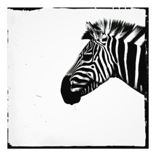 Foto Minimalismo Monocromático de Zebra