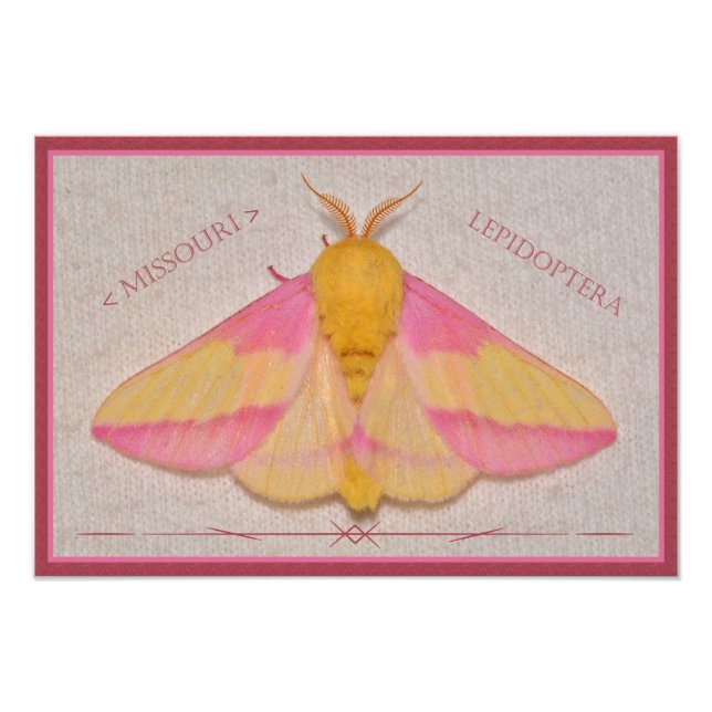 Foto Missouri Rosy Maple Moth Deluxe. (Frente)