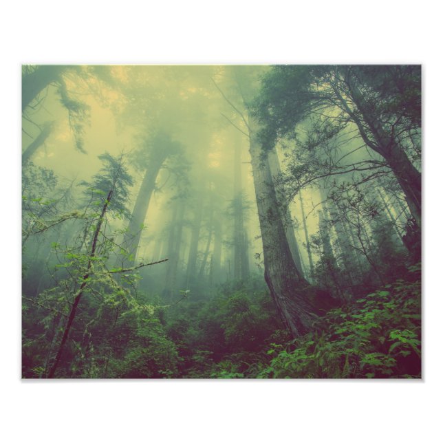 Foto Misty Forest (Frente)