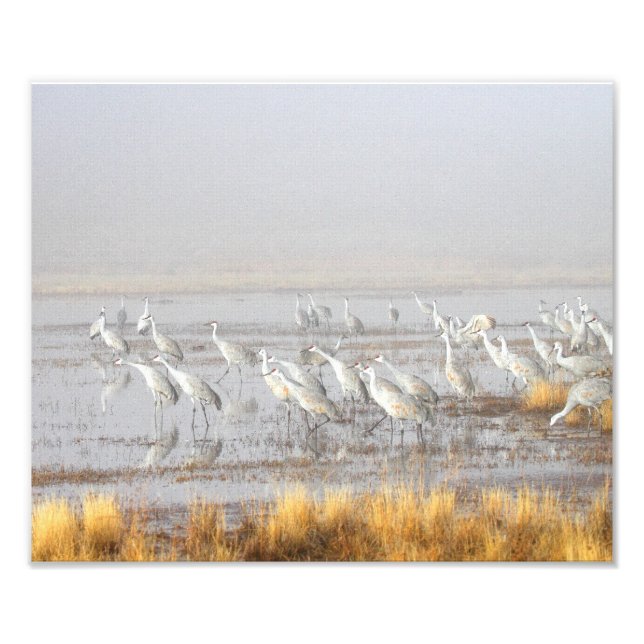 Foto Misty Sandhill Cranes (Frente)