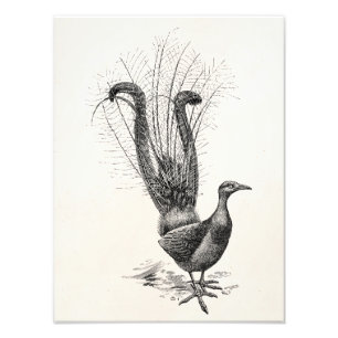 Foto Modelo da ilustração do Lyrebird do pássaro do