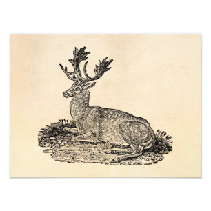 Foto Modelo da ilustração dos cervos de Fallow dos