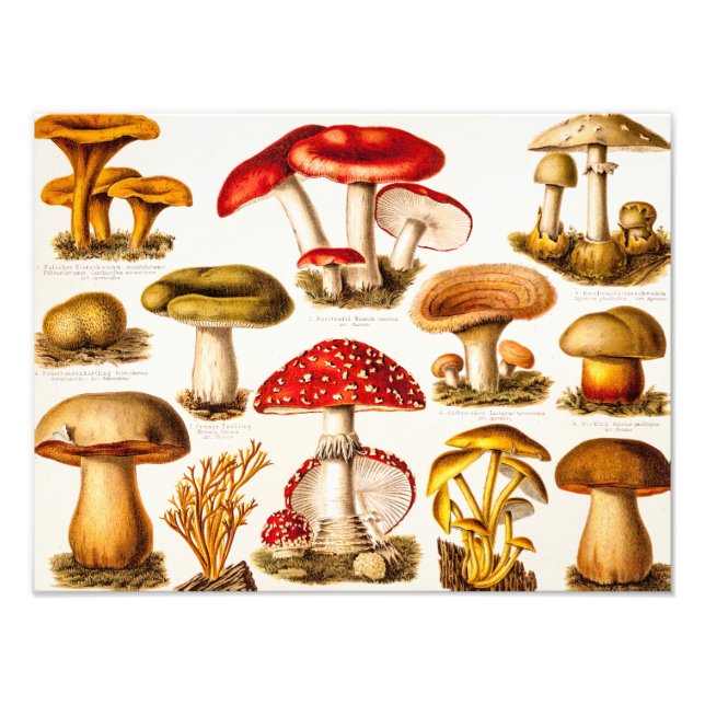 Foto Modelo de Variedade de Cogumelos Antigos do Século (Frente)