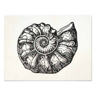 Foto Modelo fóssil de Shell do Seashell da amonite do