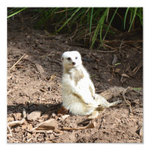 Foto Modelo na Natureza: White Meerkat Posing for Camer