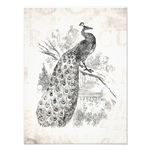 Foto Modelo retro da ilustração do pavão dos 1800s d
