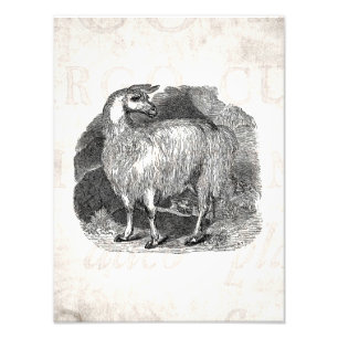 Foto Modelo retro dos lamas da alpaca do lama dos 1800s