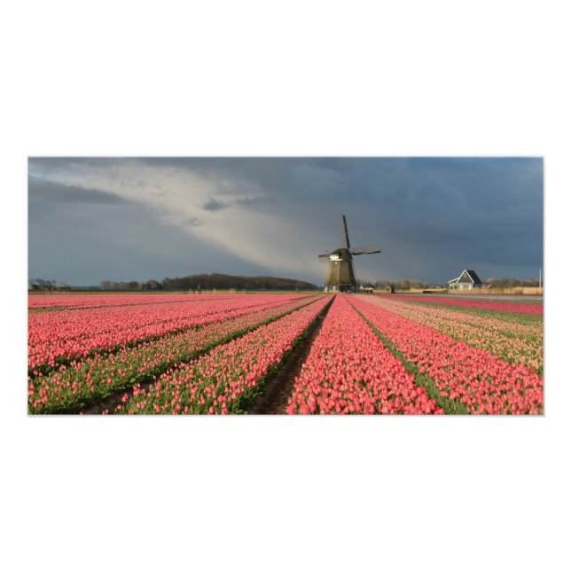 Foto Moinho de vento com tulipas rosa em primavera (Frente)