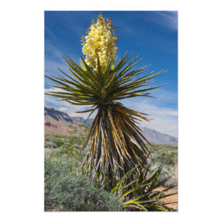 Foto Mojave yucca florescendo no deserto perto de Las V