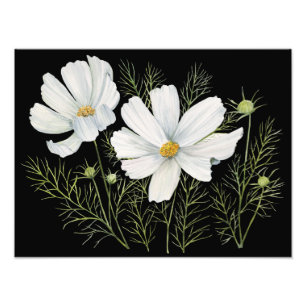 Foto Mola-d-água Branca de Cosmos Flores Botânicas