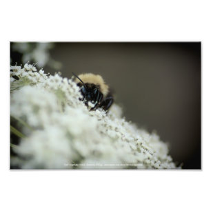 Foto Mole