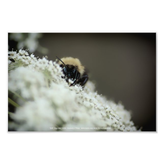 Foto Mole (Frente)