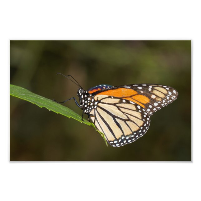 Foto Monarca empoleirada numa folha (Frente)