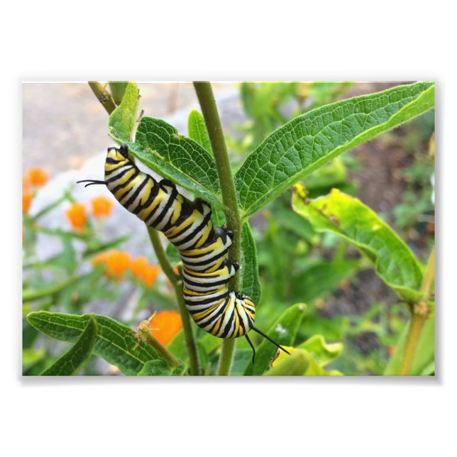 Foto Monarch Caterillar (Frente)