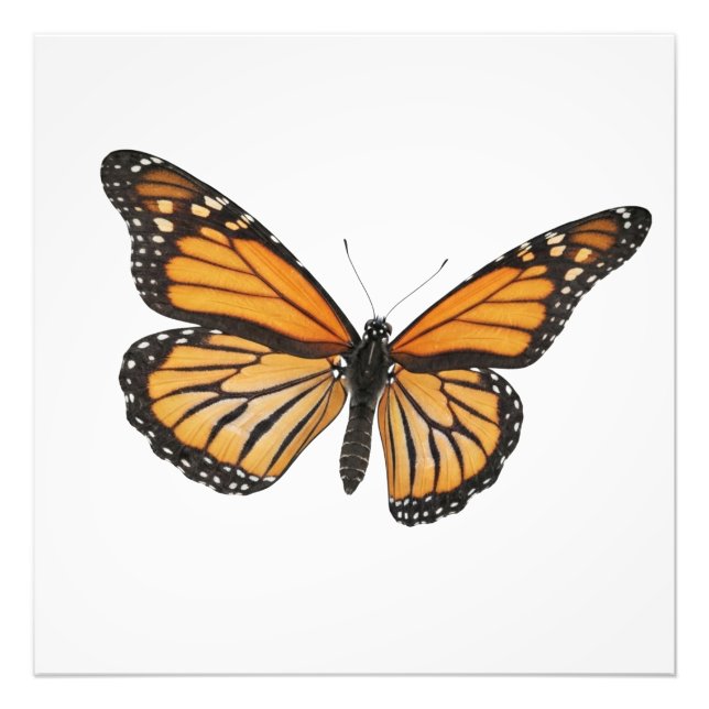 Foto Monarch Drift (Frente)